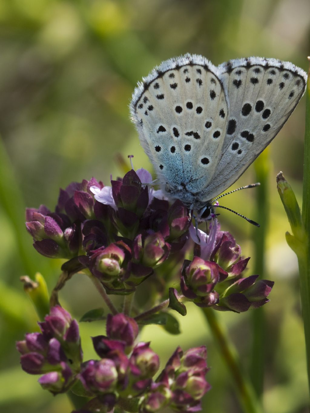 Maculinea arion